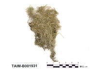 藏品(細葉泥炭苔)的圖片